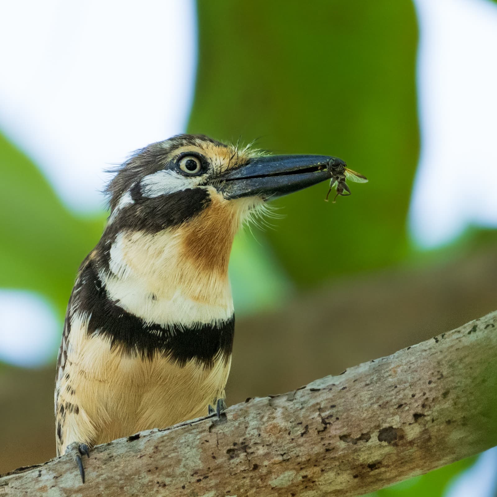 Aves — Naturaleza Makai